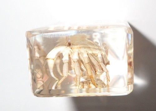 White Spider Crab Specimen in Clear Small Resin Block Teaching Kit TE1 - Picture 8 of 12