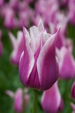 4 - BALLADE LILY TULIP Flower Bulbs -  Blends Of Royal Purple & Ivory White