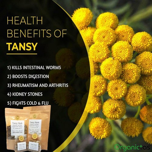 Té de hierbas secas Tansy (Tanacetum vulgare) calidad premium 100% natural 25-200 g - Imagen 3 de 12