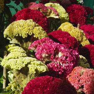 100 RED FOREST FIRE COCKSCOMB CELOSIA Plumosa Seeds