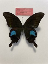 Entomologie*Achillides paris wittmanni*Male*PARATYPE*China*A2