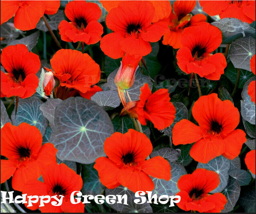 CLIMBING FLOWERS - Vines - Thunbergia Morning Glory Sweet Pea - Flower seeds - Picture 90 of 121