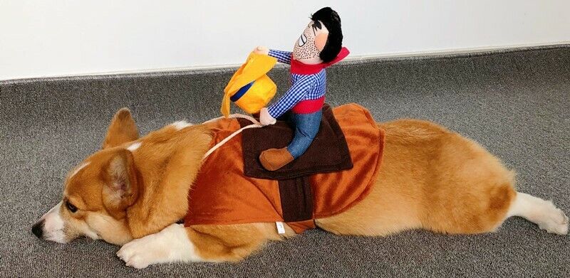 Dog Costume Pet Welsh Corgi Cowboy Rider Halloween Cowboy Dog Costume Pet Welsh Corgi Cowboy Rider Halloween Cowboy