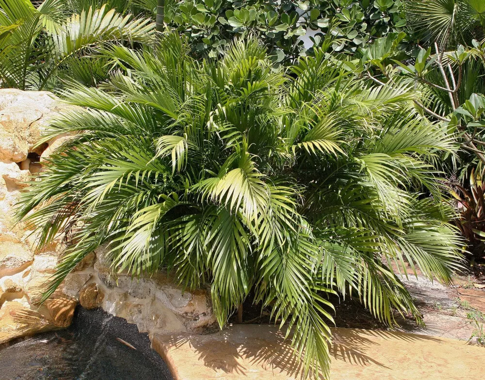Cateracterum palm on sale