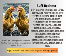 Hatching Eggs Buff Brahma 5 