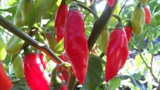 25 Seeds Pimento Pepper Heirloom Seeds