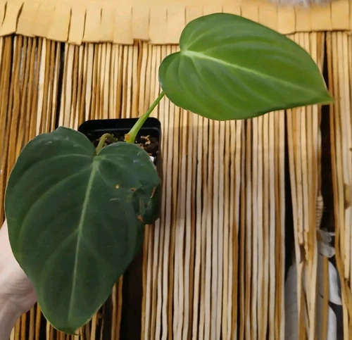 Philodendron Glorious (glorious x melanochrysum hybrid)  plant