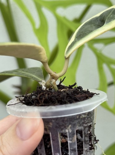 ✨Hoya Verticillata sp Tanggamus Albo✨~Very Rare~Established Indoor Plant🌿 - Picture 5 of 7