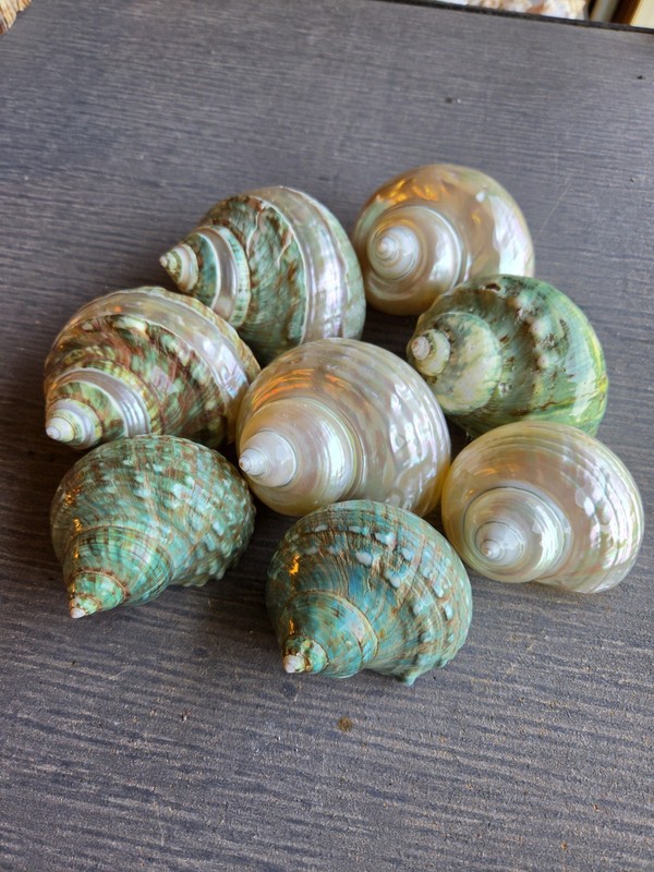 8 Green Jade Turbo Shells (Turbo burgesi) 3"–4" Polished Craft Grade Seashell...
