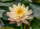 Live Nymphaea Mangkala Ubol Winter Hardy Waterlily Aquatic Pond Plant