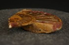 Petrified Fossil Ammonite, 3" [Y8-W6-A9] — photo 5