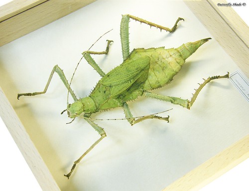 REAL MOUNTED FRAMED INSECT - Heteropterx dilatata, FEMALE - JUNGLE NYMPH - Picture 2 of 3
