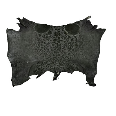 Bufo Marinus Cane Toad Skin Taxidermy Dyed Leather Glossy Gray