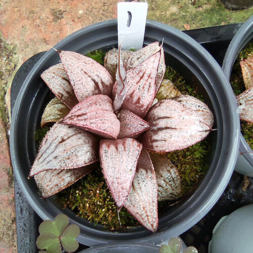 4CM Haworthia Magnifica Var.Splendens Princess Succulent Live Plant Beautiful - 第 1/12 張圖片