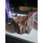 1960 Large petrified wood natural specimen — photo 2