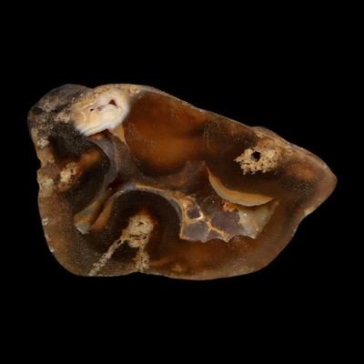 2.1'' Agatized Coral Slab Fossil Oligocene and Miocene Epochs Tampa Bay Florida