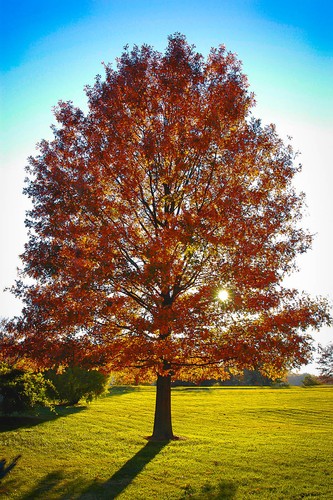 PIN OAK TREE LIVE PLANT SEEDLING 4-8 INCHES - Picture 5 of 6