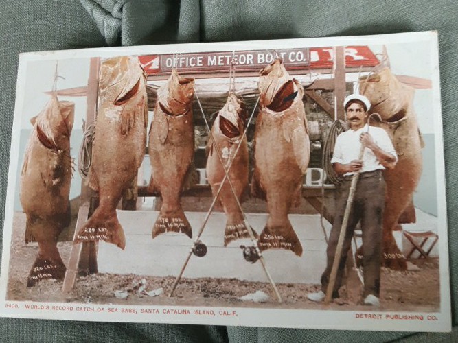 Catalina Isl. Ca. Meteor Boat Co Prize sea bass fish detroit publ