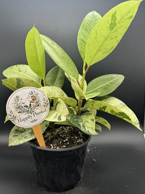 Ficus Shivereana Moonshine - 16'' tall - 6'' Pot - Free Shipping