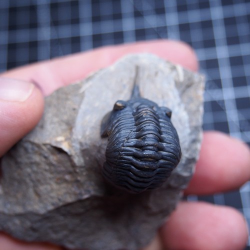 Morocconites malladoides Trilobite Devonian Trilobiten Arthropods - Picture 20 of 23