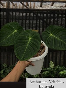 Veitchii Anthurium | eBay