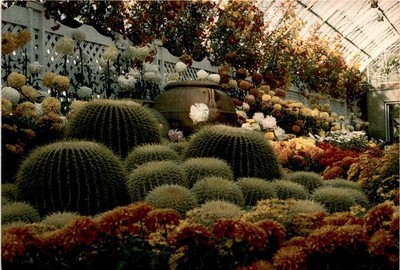 PHIPPS CONSERVATORY, Pittsburgh, PA, Fall Flower Show, Golden Barrel, Postcard
