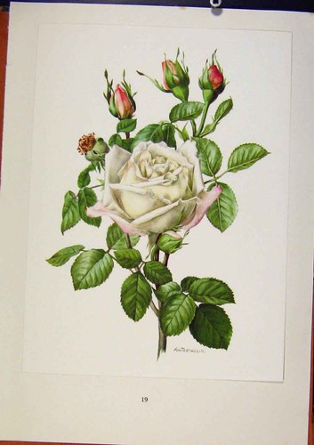 Original Old Antique Print PlateFrau Krarl Druschiki Hybrid Perpectual Rose