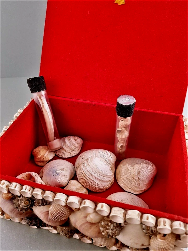 Fossilien wie versteinerte Muscheln, 4 Kegelmuscheln usw. in Muschelschatulle - Bild 3 von 4