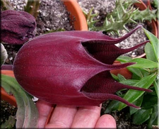 Stapelia Leendertziae 3.5 Inch Potted Plant WELL ROOTED Starfish Cactus