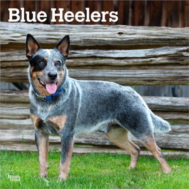 Blue Heelers 2026 12 X 24 Inch Hanging Monthly Square Wall Calendar  CALENDAR