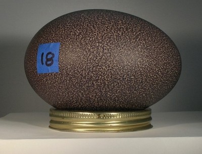 Blown Emu Egg  Shell #18.  Egg in photo is the one you receive.