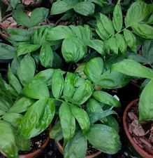 Chamaedorea pachecoana - domestic source F2 seeds of rare Guatemalan dwarf palm