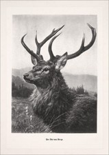 Der Alte vom Berge Jagdbild Hirsch Geweih Wilderer A3 471