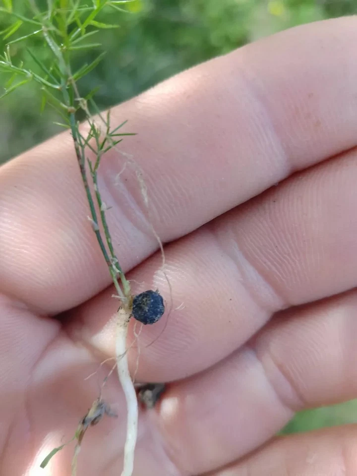 40 Piantine Asparagi Selvatici Varietà Sarda +Semi In Omaggio - Immagine 3 di 4