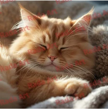Sleeping Cat Digital Art Ai Image Picture Photo for Frame Wallpaper Background