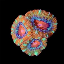Orangeade Acan Coral Rainbow Acan Triple Head WYSIWYG Live Coral Frag LPS