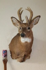 Whitetail Deer Head Shoulder Mount Taxidermy Cape Shed Antler Mule