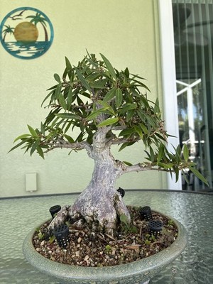 Ficus Nerifolia or Willow Leaf Ficus   bonsai thick wide trunk -  18+yo