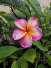 (Rare) JJ Mona Lisa Plumeria Cutting (UNROOTED) — photo 2