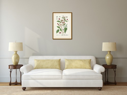 Raspberry plant flower berry antique engraving Blackwell 1737 art print poster - Picture 16 of 20