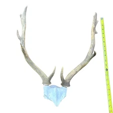 Fallow Deer Skull Real Deer Skull Antler Horn Mount Taxidermy Approximate 22x13