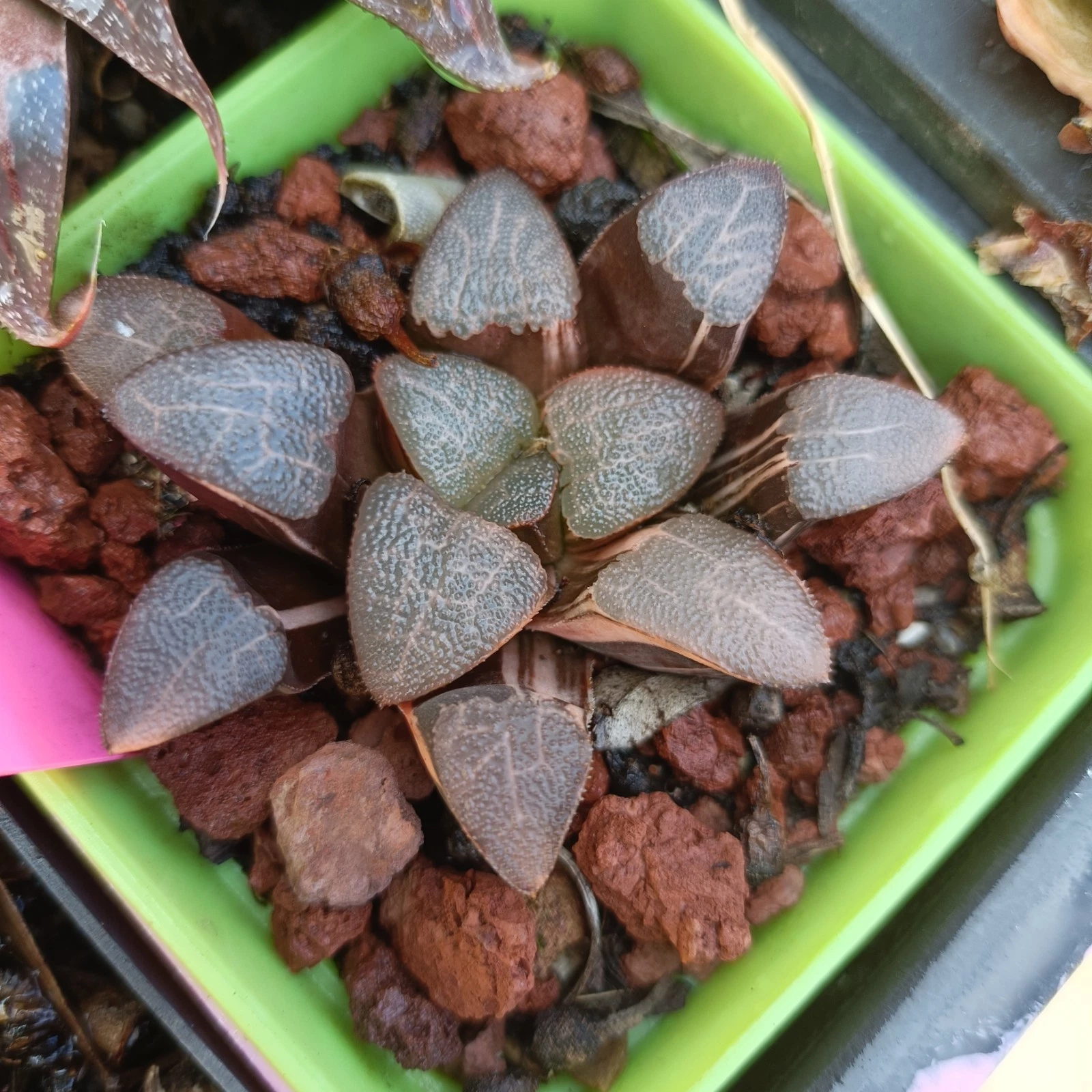 #sold out# Haworthia correcta 'Pink Panther,' variegated rare succulent plant
Opens in a new window 