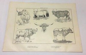 1918 print ~ WILD CATTLE