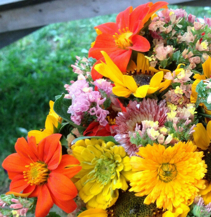 Mexican Sunflower Seeds Tithonia Red Orange Sun Flower Tropical Plant