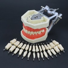 Kilgore NISSIN Style Dental Typodont Model 28PC Replacement Screw-in Teeth M8011