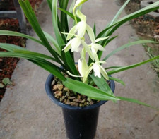 Cymbidium Ensifolium,SwordLeaved Cymbidium      ,bloom size,6pseudobulbs, 3yr old