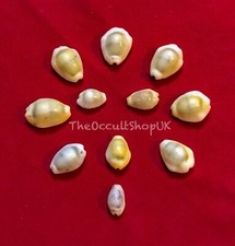 RARE SIDDH KODI KAUDI 11 SHELLS - WEALTH PROSPERITY LAKSHMI CHARM MAGIK SPELLS