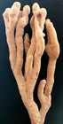 Beautifully Formed L14" x W4" Natural Fingers Sea Sponge Ocean, Sea, Beach — photo 3