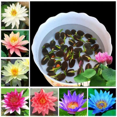 Lotus Mix Blumen samen handverlesen Wasser Pflanzen Garten 10X Samen Seed DE