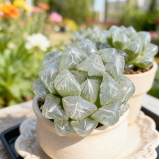 Haworthia Cooperi Ice Lantern Succulents Plants Live, Bare root without